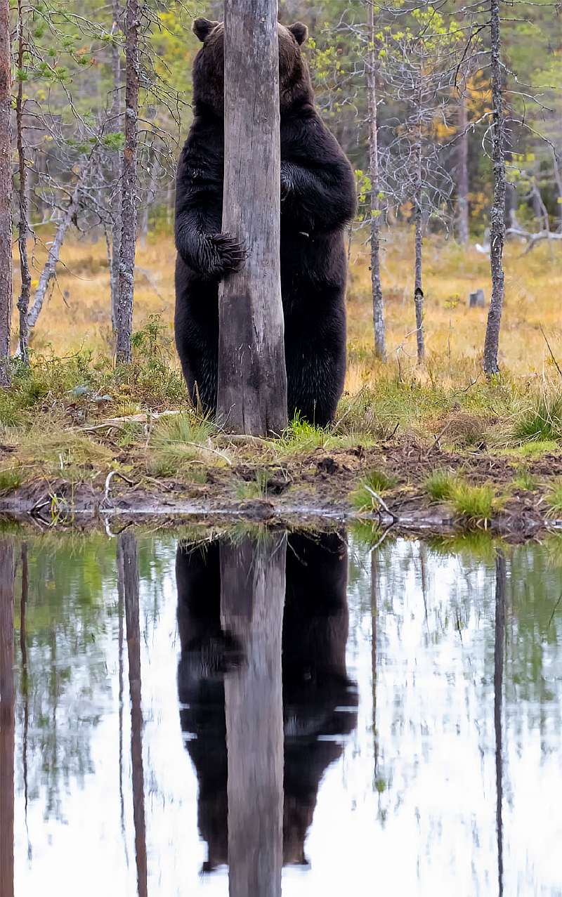 Финалисты конкурса самых смешных фотографий дикой природы: 45 забавных снимков