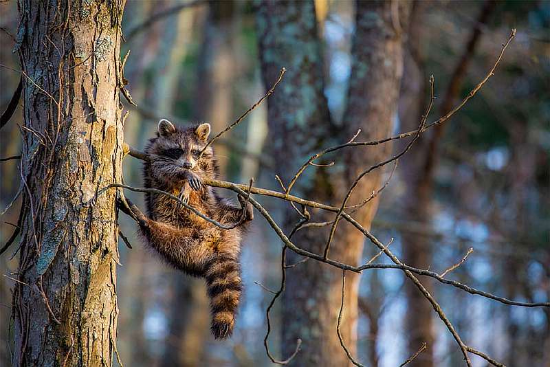 Финалисты конкурса самых смешных фотографий дикой природы: 45 забавных снимков