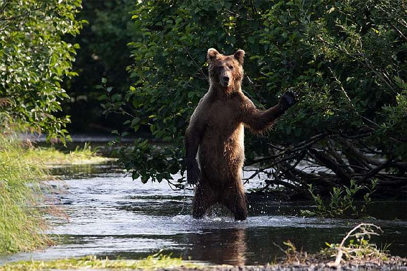 Финалисты конкурса самых смешных фотографий дикой природы: 45 забавных снимков