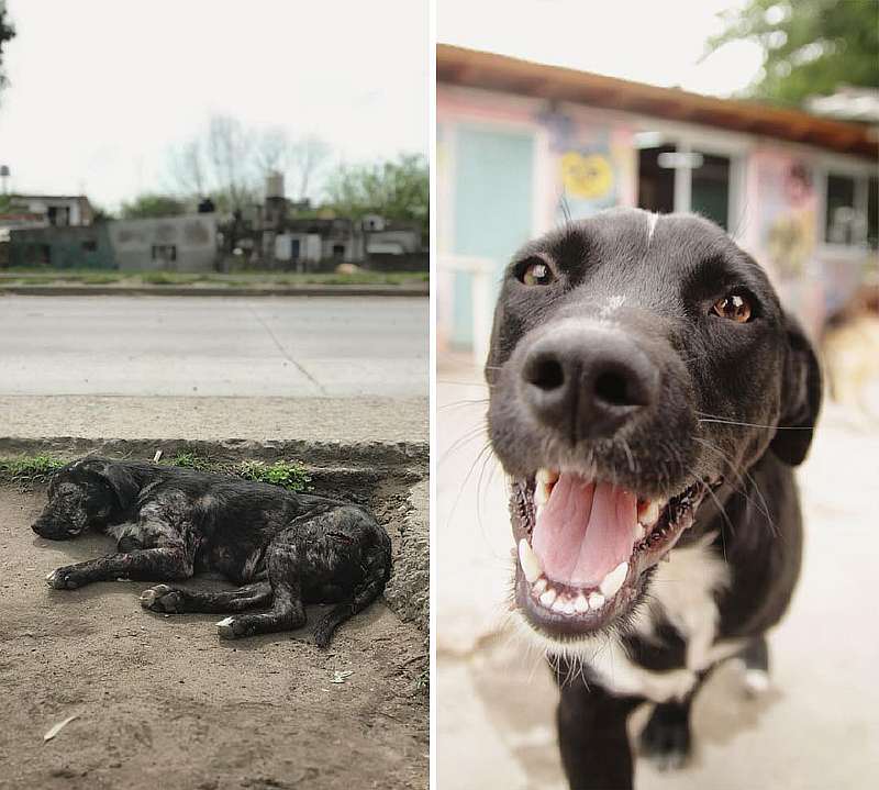 50 фото брошенных животных, которым нашли семью. Разница поражает