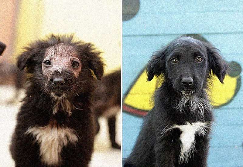 50 фото брошенных животных, которым нашли семью. Разница поражает