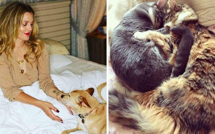 25 звезд, которые взяли животных из приюта: фотоподборка