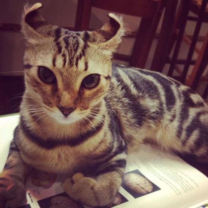Уникальные домашние животные: 30 кошек и собак с редкими генетическими мутациями