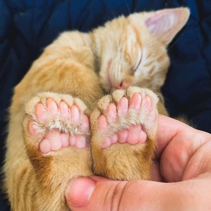 Уникальные домашние животные: 30 кошек и собак с редкими генетическими мутациями