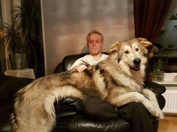 55 собак, которые даже не представляют, насколько они БОЛЬШИЕ. Настоящие здоровяки!