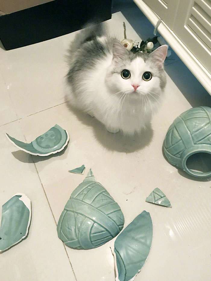 45 кошек и собак, которые разнесли дом. И делают вид, что не при делах!