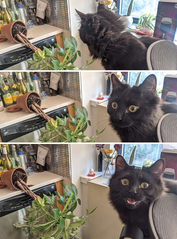 45 кошек и собак, которые разнесли дом. И делают вид, что не при делах!