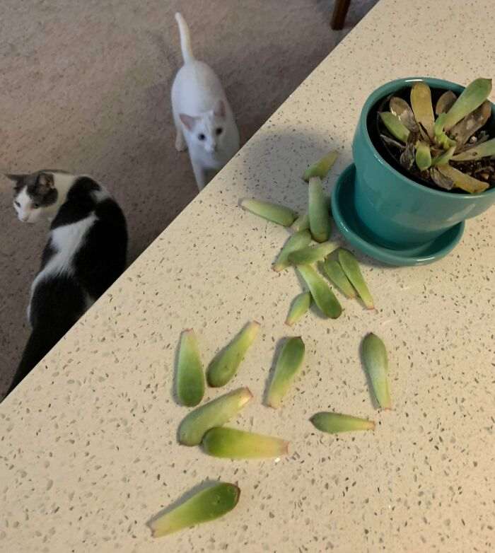 45 кошек и собак, которые разнесли дом. И делают вид, что не при делах!
