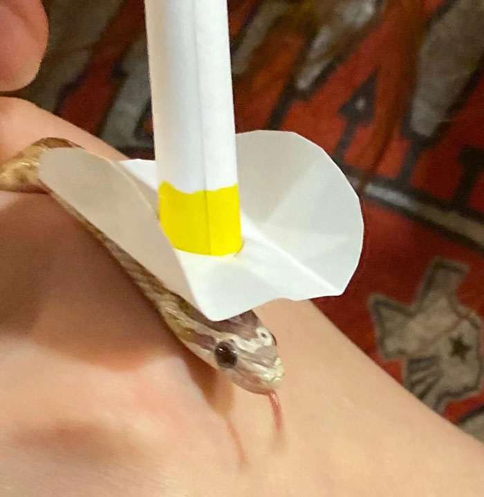40 змей, которые носят удивительные шляпки. Такого вы еще не видели!