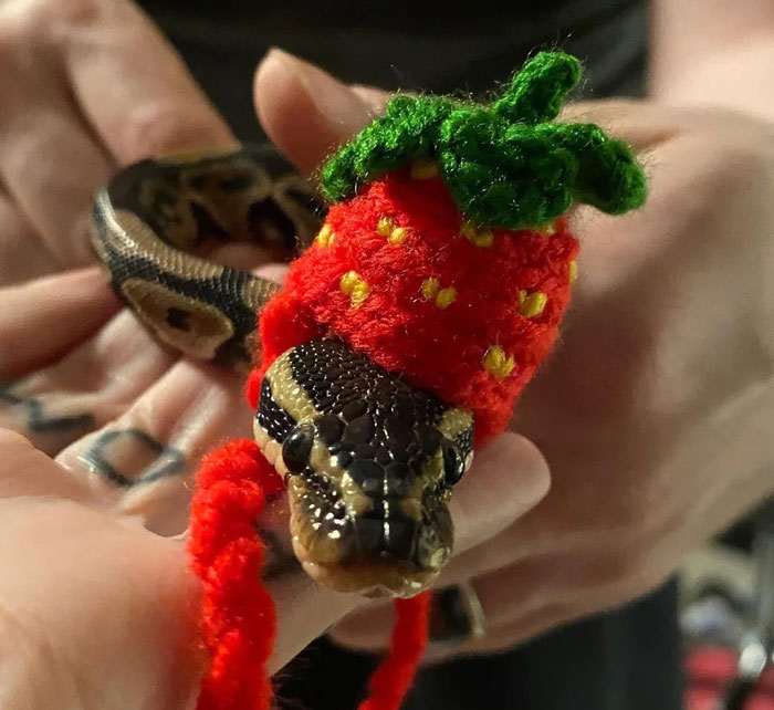 40 змей, которые носят удивительные шляпки. Такого вы еще не видели!