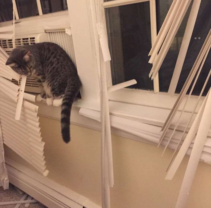 45 кошек и собак, которые разнесли дом. И делают вид, что не при делах!