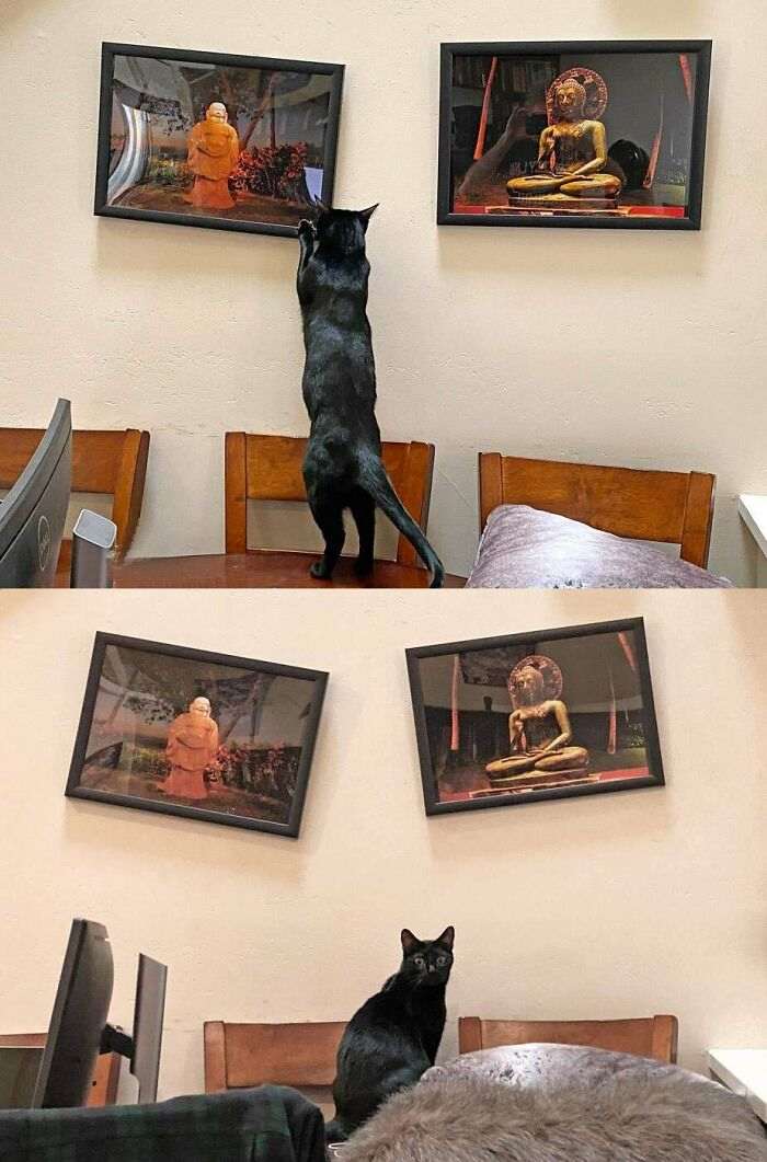 45 кошек и собак, которые разнесли дом. И делают вид, что не при делах!