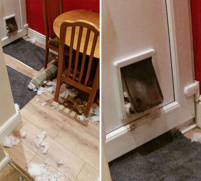 45 кошек и собак, которые разнесли дом. И делают вид, что не при делах!