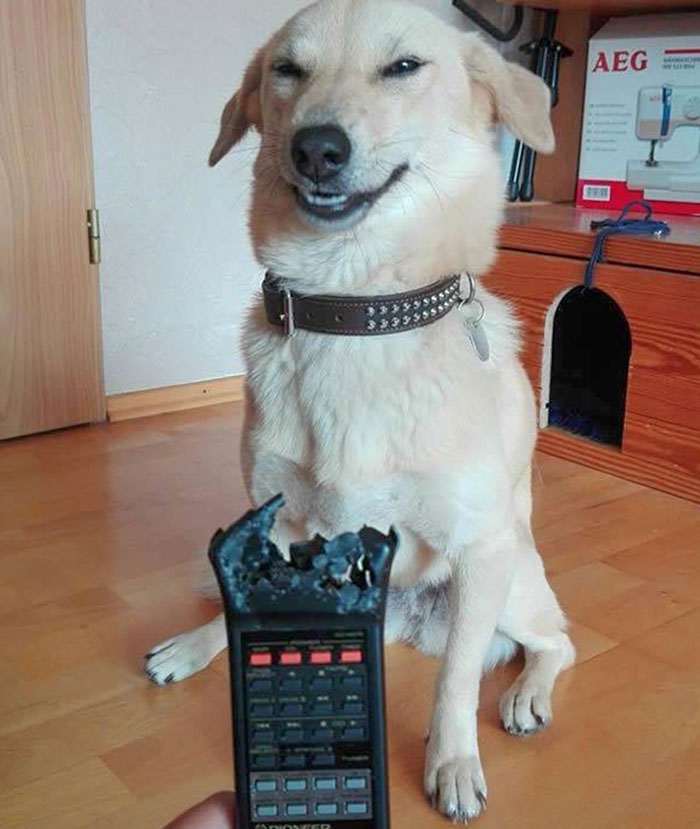 45 кошек и собак, которые разнесли дом. И делают вид, что не при делах!