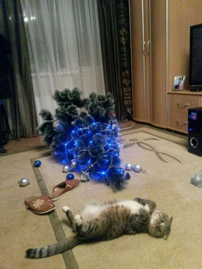 45 кошек и собак, которые разнесли дом. И делают вид, что не при делах!