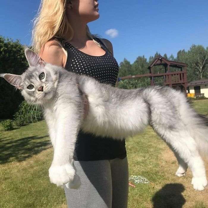 45 кошек, которые выросли невероятно БОЛЬШИМИ. Настоящие пушистые гиганты!