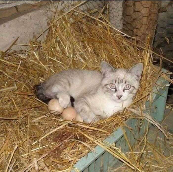 55 наглых кошек, которые отдыхают где хотят. И никого не слушаются!