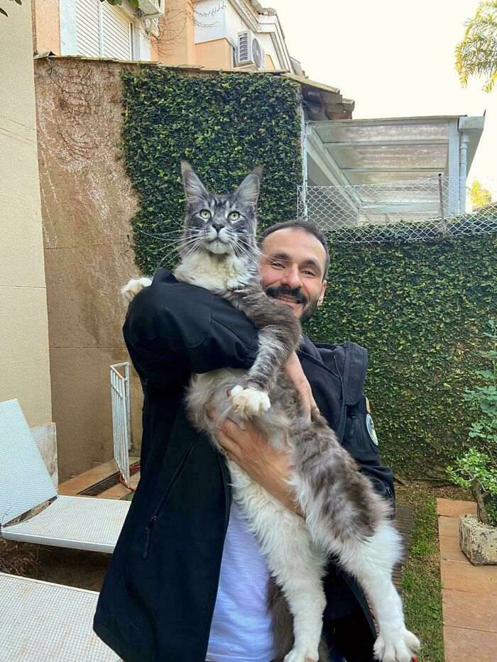45 кошек, которые выросли невероятно БОЛЬШИМИ. Настоящие пушистые гиганты!