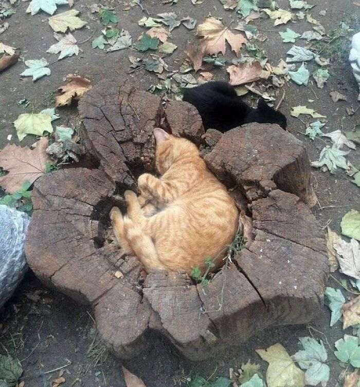 55 наглых кошек, которые отдыхают где хотят. И никого не слушаются!