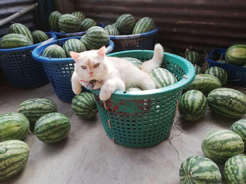 35 кошек, у которых есть работа. Лентяйничают, но все равно помогают людям