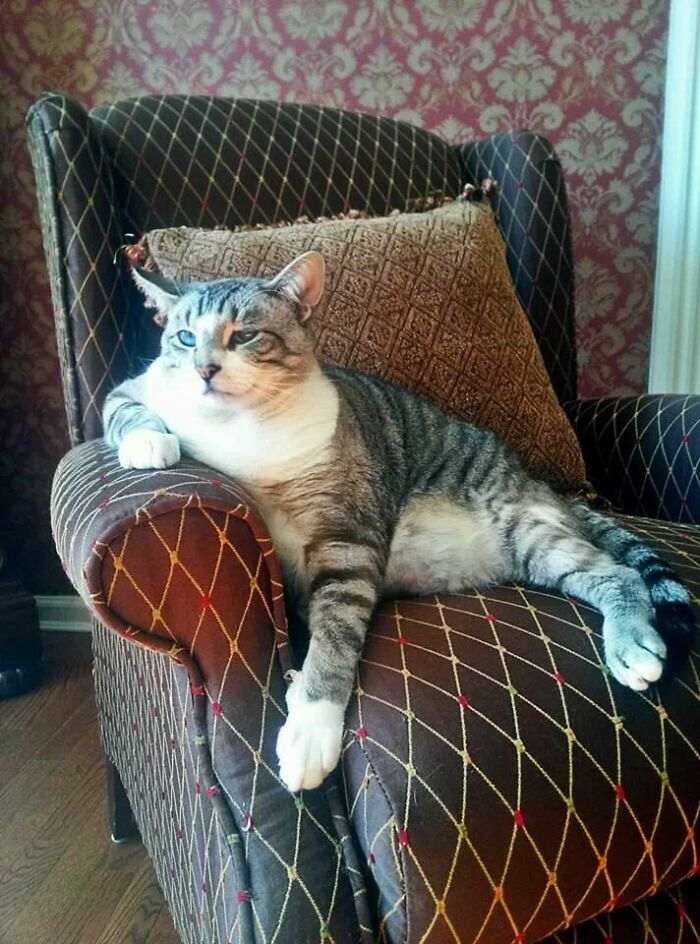 45 кошек, которые выросли невероятно БОЛЬШИМИ. Настоящие пушистые гиганты!