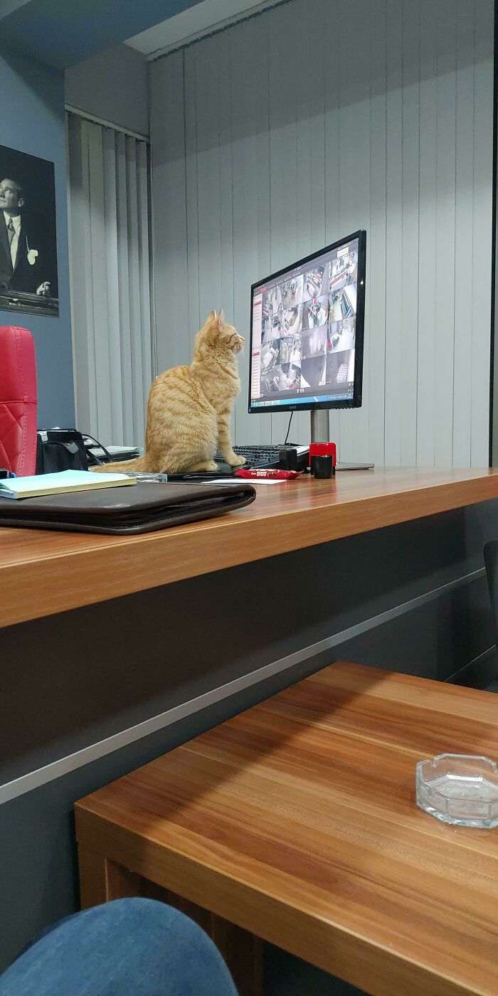 35 кошек, у которых есть работа. Лентяйничают, но все равно помогают людям