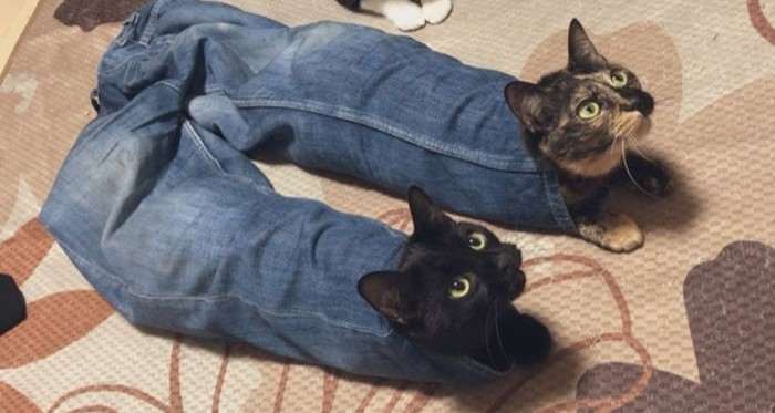 55 наглых кошек, которые отдыхают где хотят. И никого не слушаются!