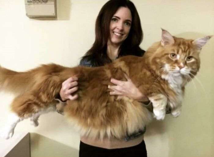 45 кошек, которые выросли невероятно БОЛЬШИМИ. Настоящие пушистые гиганты!
