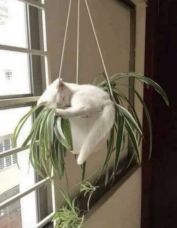 55 наглых кошек, которые отдыхают где хотят. И никого не слушаются!