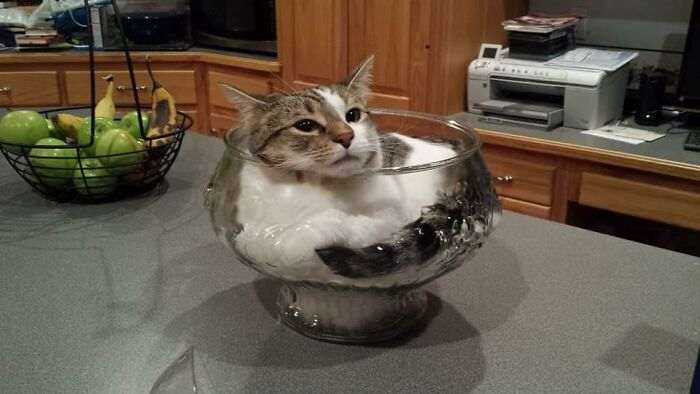 55 наглых кошек, которые отдыхают где хотят. И никого не слушаются!