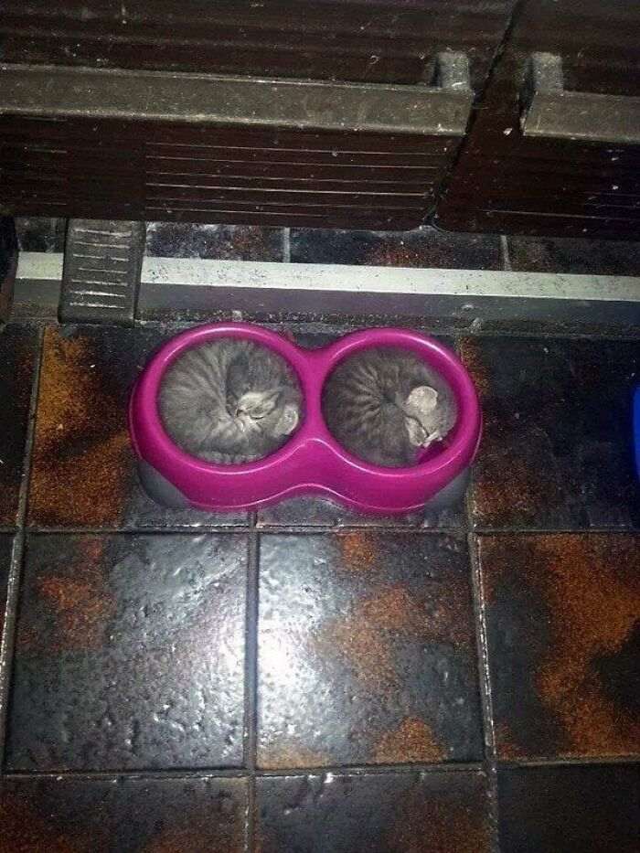 55 наглых кошек, которые отдыхают где хотят. И никого не слушаются!