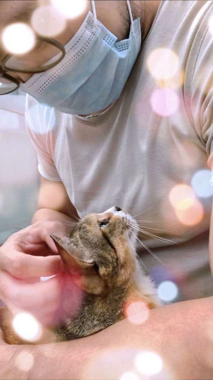 55 кошек и собак, которые смотрят на хозяев с невероятной любовью. Вот она преданность!