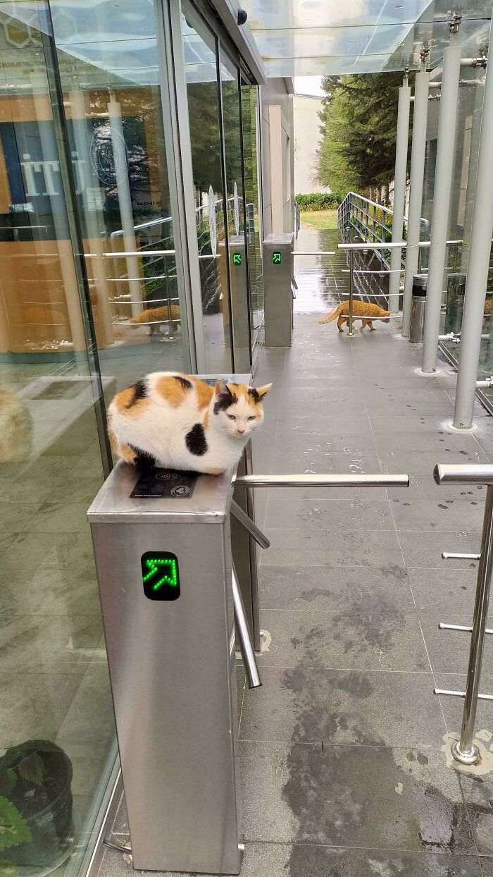 35 кошек, у которых есть работа. Лентяйничают, но все равно помогают людям