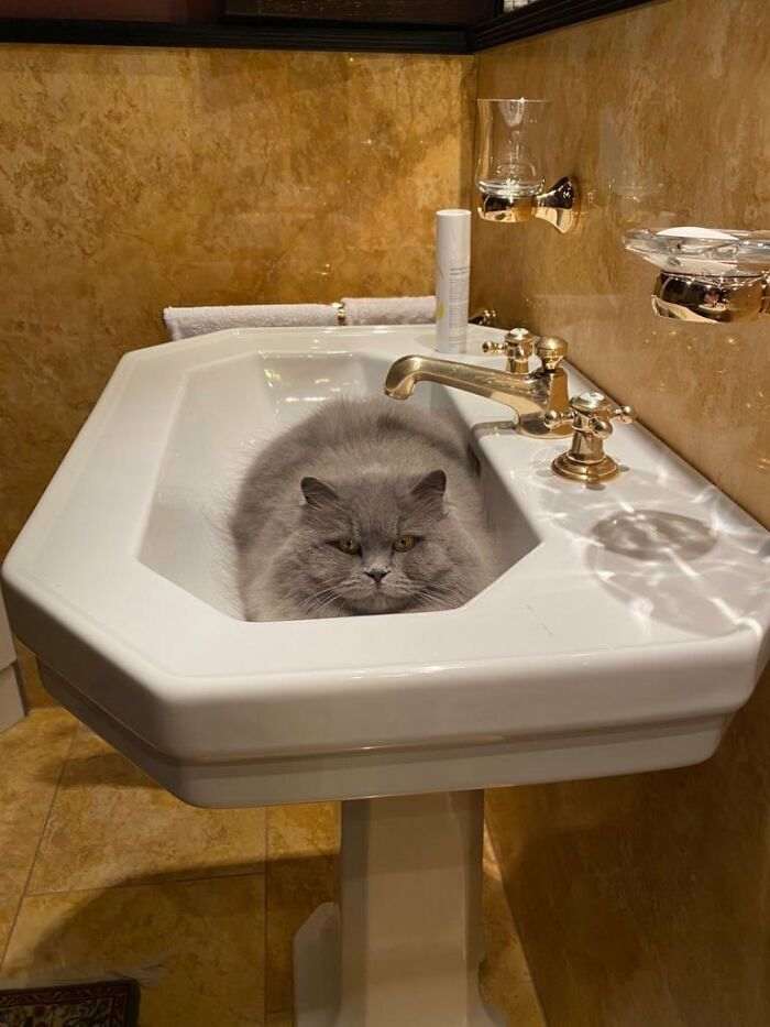 55 наглых кошек, которые отдыхают где хотят. И никого не слушаются!