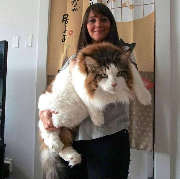 45 кошек, которые выросли невероятно БОЛЬШИМИ. Настоящие пушистые гиганты!