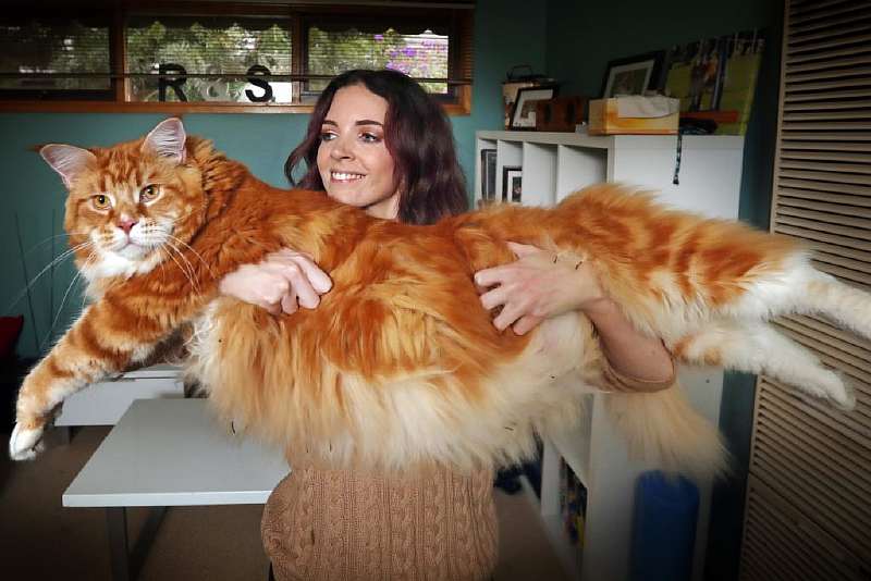 45 кошек, которые выросли невероятно БОЛЬШИМИ. Настоящие пушистые гиганты!