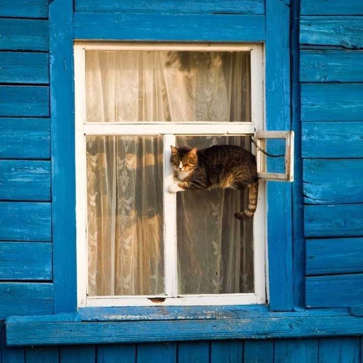 55 наглых кошек, которые отдыхают где хотят. И никого не слушаются!