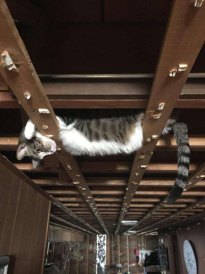 55 наглых кошек, которые отдыхают где хотят. И никого не слушаются!