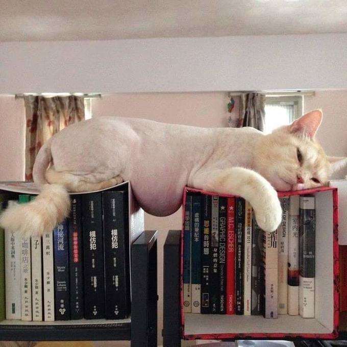 55 наглых кошек, которые отдыхают где хотят. И никого не слушаются!