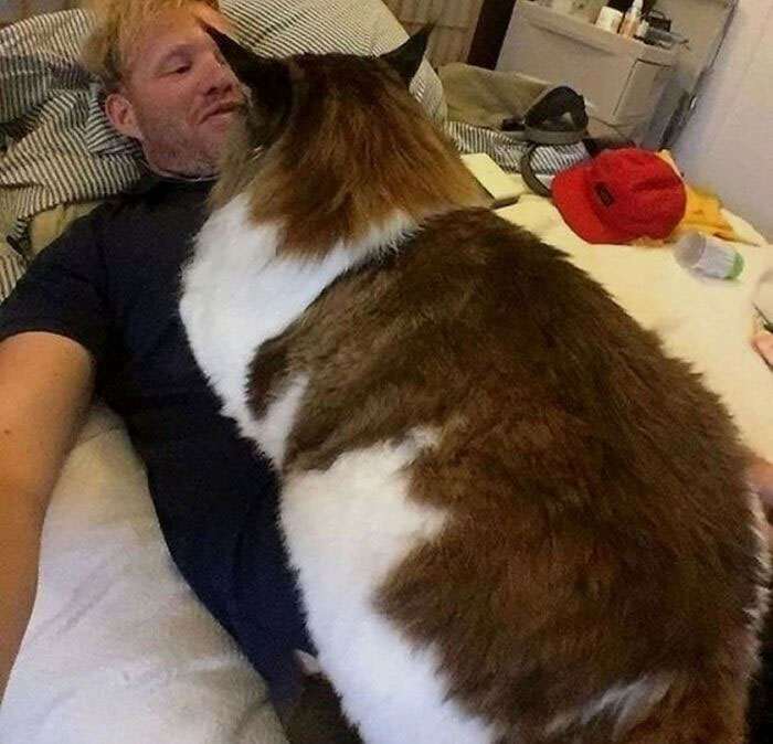 45 кошек, которые выросли невероятно БОЛЬШИМИ. Настоящие пушистые гиганты!