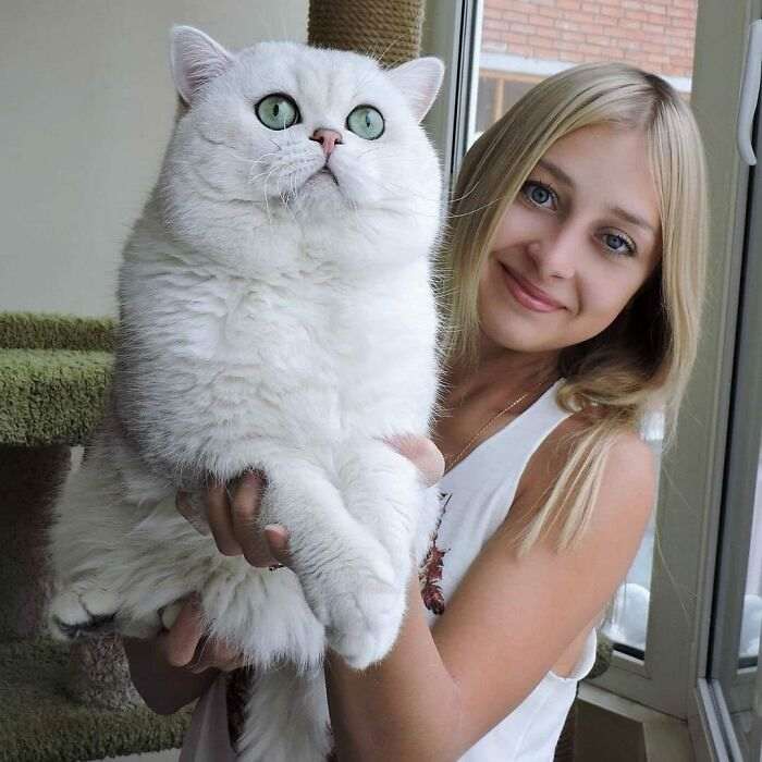 45 кошек, которые выросли невероятно БОЛЬШИМИ. Настоящие пушистые гиганты!