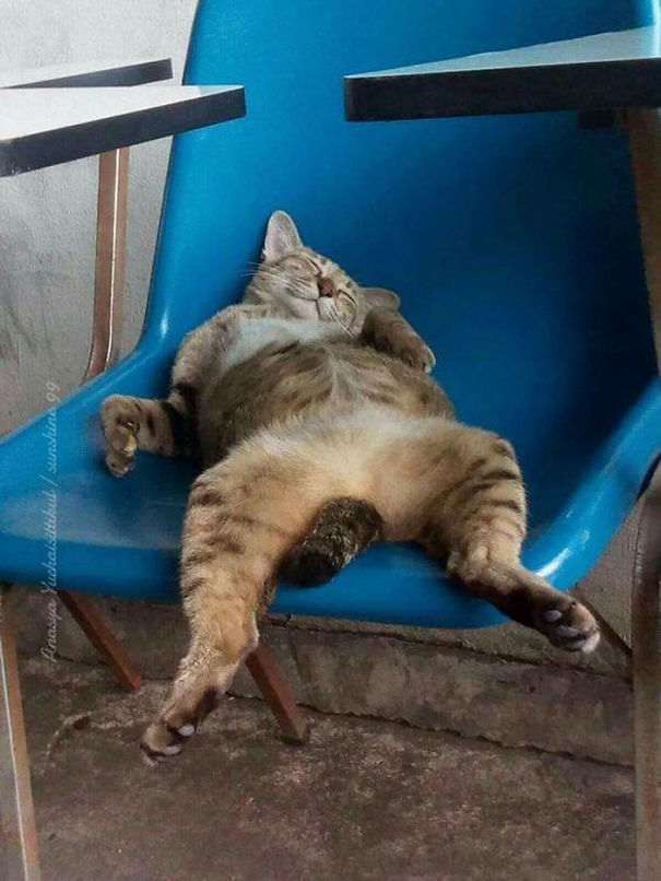 55 наглых кошек, которые отдыхают где хотят. И никого не слушаются!