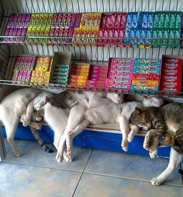 55 наглых кошек, которые отдыхают где хотят. И никого не слушаются!