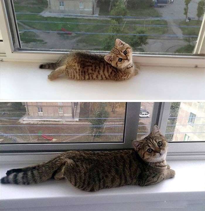 45 котят, которые выросли в красивейших кошек. Потрясающие трансформации!