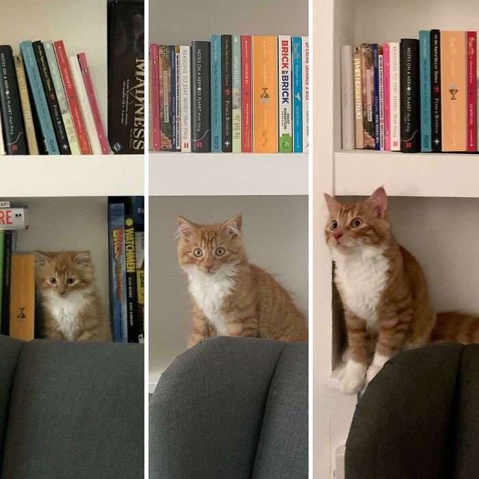 45 котят, которые выросли в красивейших кошек. Потрясающие трансформации!