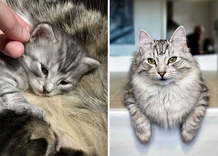 45 котят, которые выросли в красивейших кошек. Потрясающие трансформации!
