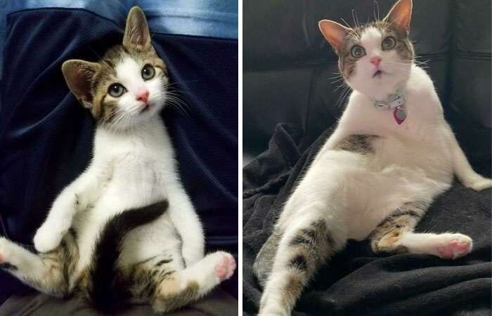 45 котят, которые выросли в красивейших кошек. Потрясающие трансформации!