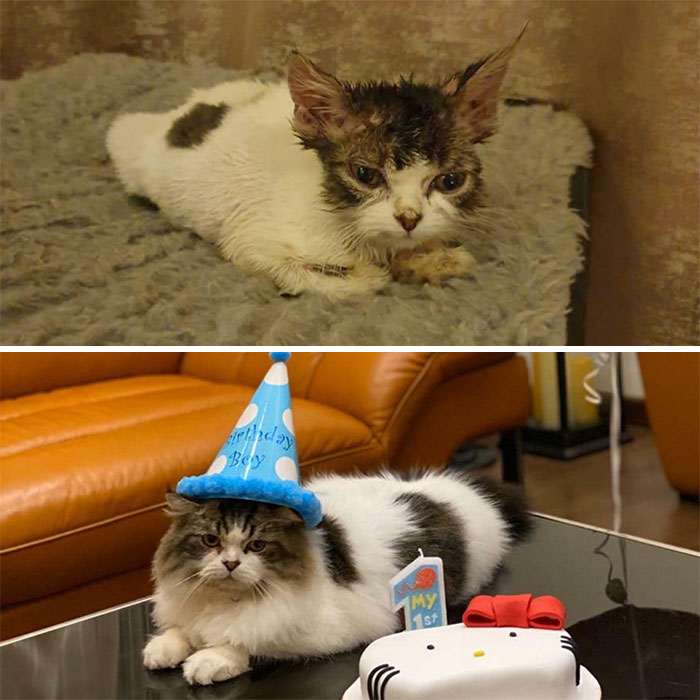 45 котят, которые выросли в красивейших кошек. Потрясающие трансформации!