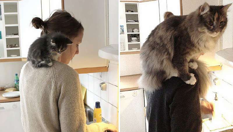 45 котят, которые выросли в красивейших кошек. Потрясающие трансформации!
