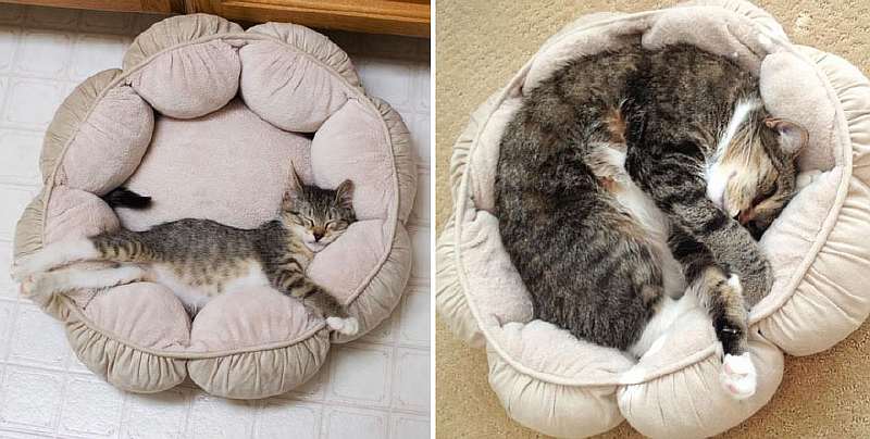 45 котят, которые выросли в красивейших кошек. Потрясающие трансформации!